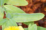 Cedarglade St. Johnswort